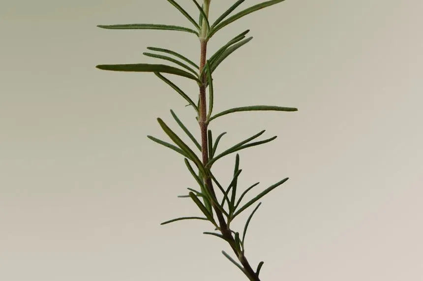 Aromatica - Rosemary Scalp Scaling Shampoo 180Ml
